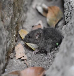 Image of a mouse, emphasizing the need for professional rodent control services.