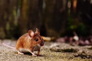 Keep your home rodent-free with effective control methods to protect your space!