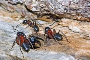 Photo of destructive carpenter ants, emphasizing the importance of Eliminating carpenter ants with effective control methods to protect your home from damage!