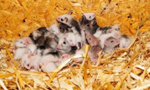 Image of baby mice, indicating how quickly mice reproduce, and emphasizing the importance of professional rodent control services.