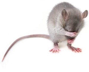 Keep your home rodent-free with effective control methods to protect your space!