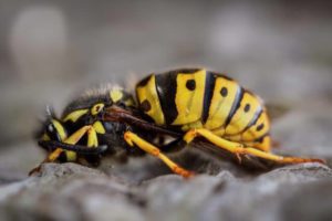 Image demonstrative safe and effective wasp removal and wasp nest removal services, keeping your space wasp-free.