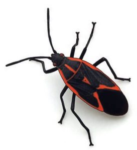 commercial services and residential services for boxelder bugs