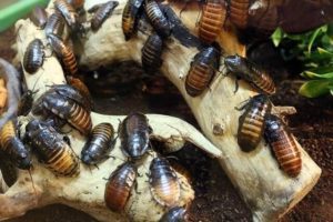Photo of oriental cockroaches in a dark corner, highlighting the need for professional pest control.