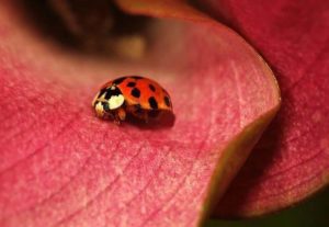 A close-up photo of an Asian lady beetle on a flower petal, common invasive pests during the fall season.