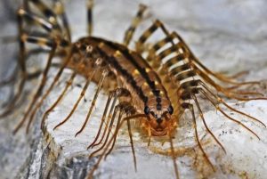 A close-up photo of a house centipede, an unpopular pest, indicating professional crawling insect control services available.
