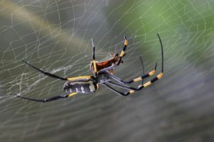 A photo of a spider in its web, showcasing effective spider control methods for a pest-free home.
