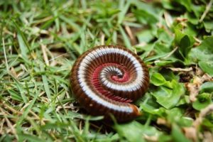 Photo of a millipede, indicating professional crawling insect control services available.