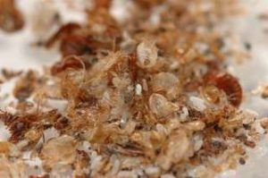 Image of bed bug casings, indicating an infestation requiring professional bed bug removal services.