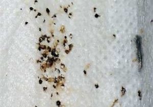 Photo of bed bug droppings, indicating an infestation requiring professional bed bug extermination services to eradicate.