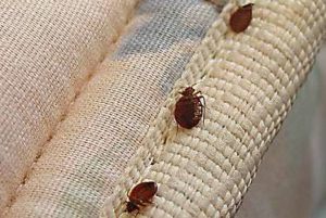 Photo of bed bugs, blood-sucking invasive pests requiring professional bed bug removal services to eradicate them.