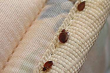 Image highlighting bed bug control services, ensuring a good night's sleep without any unwanted visitors.