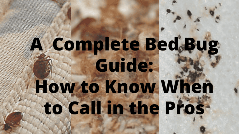 Multi-photo graphic showcasing our comprehensive guide to effectively eliminate and prevent bed bug infestations in your home.