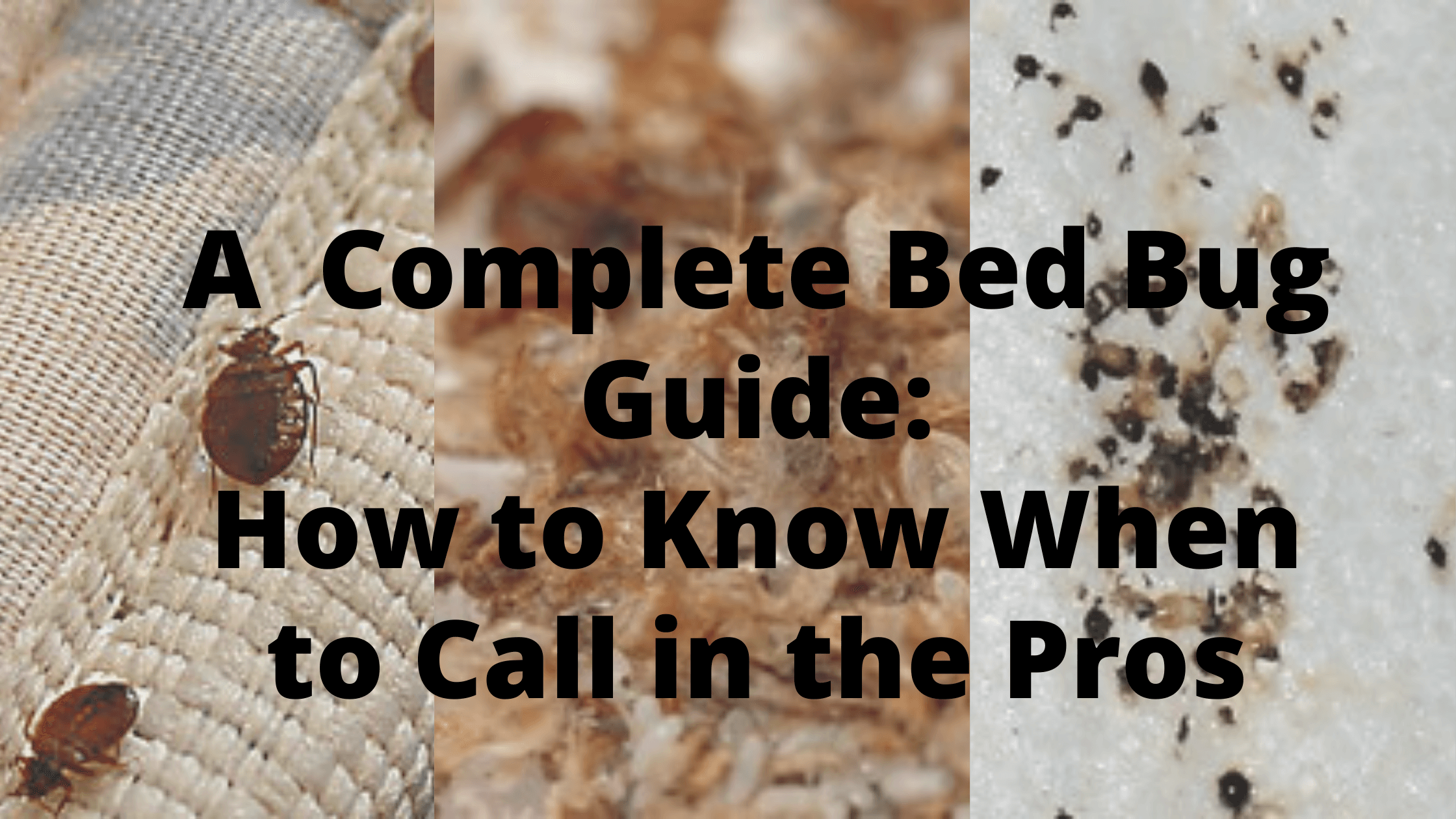 Best pest advice: bedbugs - pest control