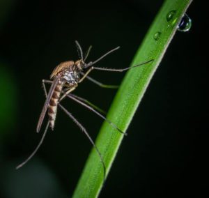 Photo of a mosquito on a blade of grass, indicating the importance of seasonal mosquito control services.