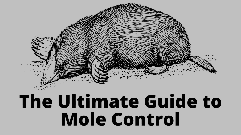 How to Get Rid of Moles Fast