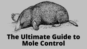 Image featuring the Ultimate Guide to Mole Control, providing effective strategies for a mole-free yard.