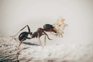A close-up photo of a carpenter ant carrying a wood shaving, showcasing their destructive nature and requiring professional carpenter ant control services.