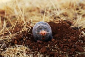 Photo of a mole, indicating proven techniques for mole control available, ensuring a mole-free and beautiful lawn.