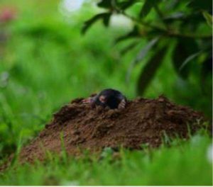 Photo of a mole in a molehill, indicating proven techniques for mole control available, ensuring a mole-free and beautiful lawn.