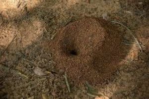 Photo of an anthill, which could indicate some tiny invaders in your home, indicating pavement ant control services available to keep those tiny invaders out of your home sweet home!