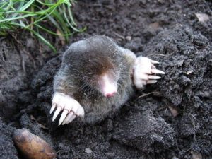 Photo of a mole, the burrowing pest, showcasing our carbon dioxide mole services, which are pet-friendly and child-friendly, poison and bait free.
