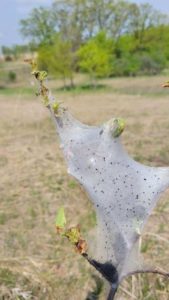 Photo of a forest tent caterpillar nest in a tree, highlighting successful forest tent caterpillar control techniques, protecting your trees from these leaf-munching pests.