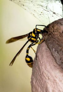 Image showcasing effective paper wasp control methods, safe and effective paper wasp nest removal techniques, yellow jacket control, and hornet control, keeping your outdoor spaces safe and sting-free.