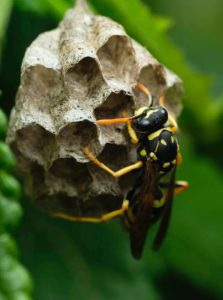 Image demonstrating safe and effective paper wasp removal and paper wasp nest removal for a sting-free environment.