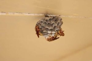 Image showcasing effective paper wasp control methods, keeping your outdoor spaces safe and sting-free!