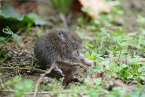 Protect your yard and gardens from voles with these effective control methods and keep your plants safe!