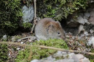 https://donerightpestsolutions.com/wp-content/uploads/2021/05/vole-control-vole-removal-300x200.jpg