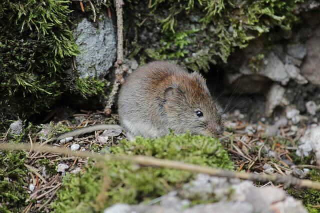 difference between shrew and vole