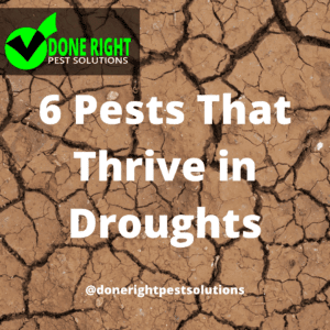 Graphic detailing 6 resilient pests that thrive in dry conditions and how to combat them.
