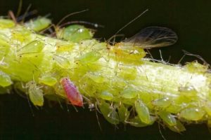 aphid control, crawling insect control