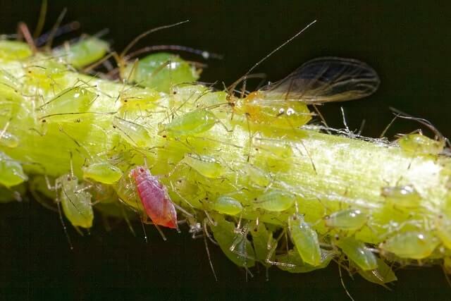 Image showcasing successful aphid control techniques, keeping your plants healthy and thriving.