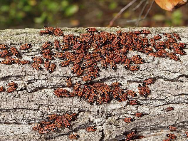 Drought Insect 6 Pests That Thrive In Droughts | Done Right Pest Solutions
