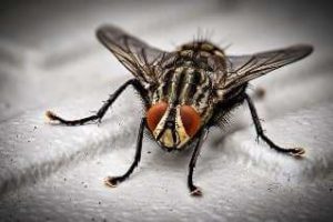 Close up photo of a black fly, indicating professional fly control services available.