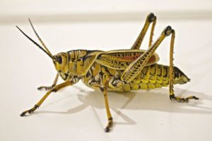 Image of a grasshopper, indicating grasshopper control services available.