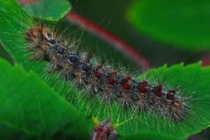 Photo of a gypsy moth caterpillar, destructive pests to trees, highlighting effective gypsy moth caterpillar control methods, protecting your trees and foliage.