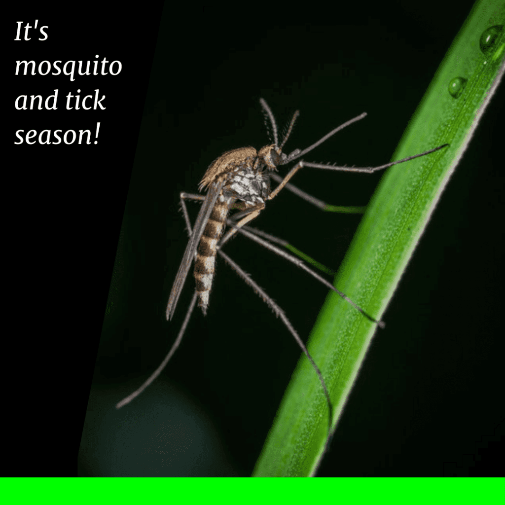 Image highlighting the importance of proven strategies for mosquito control. Protect yourself from mosquitoes and ticks with these essential control measures! We offer effective mosquito and tick control all season long.