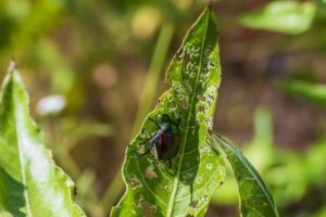 Photo of Japanese beetles eating leaves of a plant. For effective methods to combat Japanese beetles and protect your plants from their damage, call Done Right Pest Solutions.