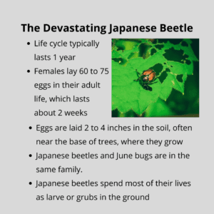 Graphic outlining info about Japanese beetles. For effective methods to combat Japanese beetles and protect your plants from their damage, call Done Right Pest Solutions.