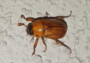 Prevent and manage June bug infestations with these effective control methods for your garden.