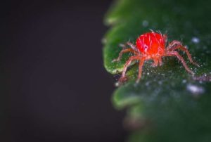 A close-up photo of a spider mite, indicating spider mite pest control services available.