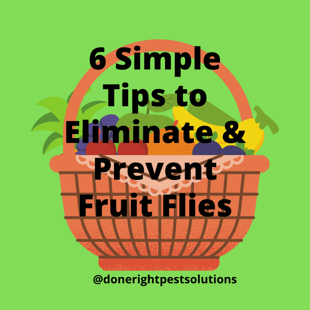 Graphic indicating tips and tricks to eliminate and prevent fruit flies.