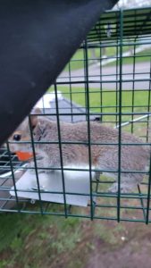 Image of a gray squirrel caught in a live trap, indicating squirrel removal services available near you.