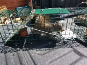 Image of a fox squirrel in a live trap, indicating squirrel removal services near you.
