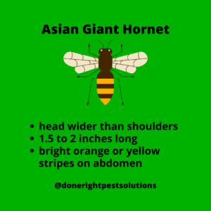 Graphic detailing information about the Asian Giant Hornet, also known as the Murder Hornet. Safe and effective methods to remove Asian giant hornets and prevent infestations.