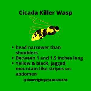 Graphic detailing information about the Cicada Killer Wasp, the most common wasp mistaken as the Murder Hornet. Safe and effective methods to remove Cicada Killer Wasp populations around your property.